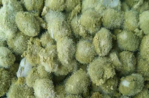 绿色木霉菌（Trichoderm aviride）