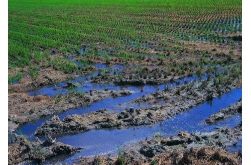 分析微生物修复及油污土壤改良